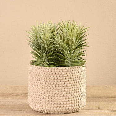 Greenery-Potted Succulent-Bloomr