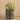 Greenery-Potted Succulent (Discontinued)-Bloomr