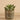 Greenery-Potted Succulent (Discontinued)-Bloomr