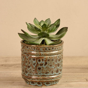Greenery-Potted Succulent (Discontinued)-Bloomr
