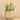 Greenery-Potted Succulent-Bloomr