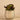 Greenery-Potted Succulent-Bloomr