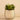 Greenery-Potted Succulent-Bloomr