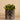 Greenery-Potted Succulent-Bloomr