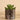 Greenery-Potted Succulent-Bloomr