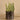 Greenery-Potted Succulent-Bloomr