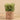 Greenery-Potted Succulent (Discontinued)-Bloomr