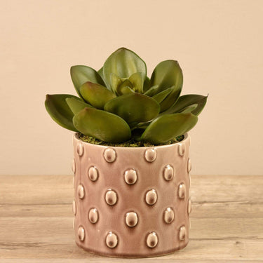 Greenery-Potted Succulent (Discontinued)-Bloomr