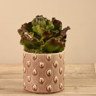 Greenery-Potted Succulent (Discontinued)-Bloomr