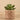Greenery-Potted Succulent (Discontinued)-Bloomr