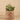 Greenery-Potted Succulent (Discontinued)-Bloomr