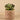 Greenery-Potted Succulent (Discontinued)-Bloomr