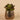 Greenery-Potted Succulent-Bloomr