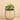 Greenery-Potted Succulent-Bloomr