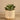 Greenery-Artificial Potted Succulent-Bloomr