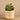 Greenery-Artificial Potted Succulent-Bloomr