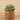 Greenery-Artificial Potted Succulent-Bloomr