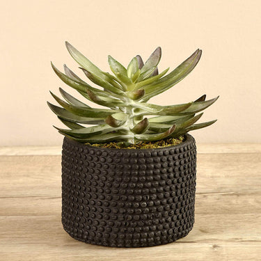 Greenery-Potted Succulent-Bloomr