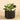 Greenery-Potted Succulent-Bloomr