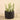 Greenery-Artificial Potted Succulent-Bloomr