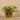 Greenery-Artificial Potted Vanilla Leaf-Bloomr