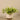 Greenery-Potted Vanilla Leaf Plant-Bloomr