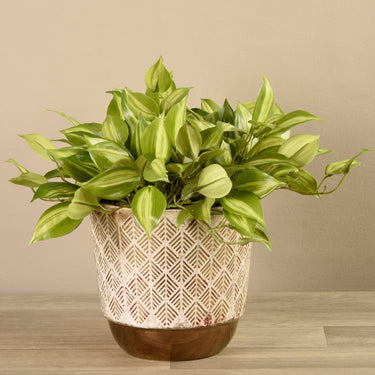 Greenery-Potted Vanilla Leaf Plant-Bloomr