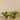 Greenery-Potted Vanilla Plant-Bloomr