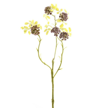 Greenery-Sedum-Bloomr