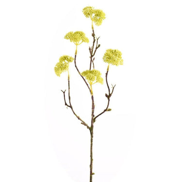 Greenery-Sedum-Bloomr