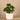 Greenery-Artificial Potted Pancake Plant-Bloomr