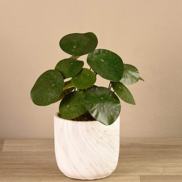 Greenery-Artificial Potted Pancake Plant-Bloomr