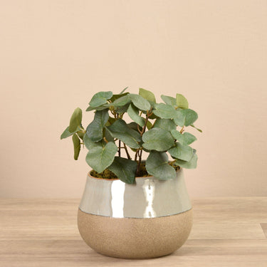 Greenery-Artificial Eucalyptus Arrangement in Ceramic Vase-Bloomr