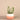 Greenery-Santa Fe Succulent Arrangement-Bloomr