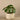 Greenery-Potted Pancake Plant-Bloomr