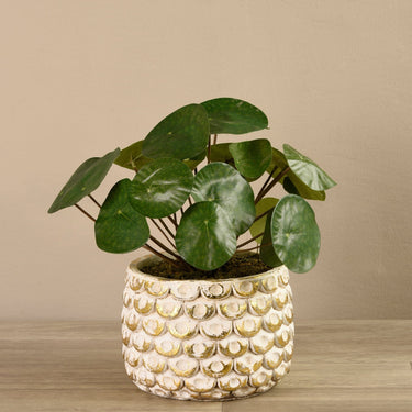Greenery-Potted Pancake Plant-Bloomr