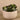Greenery-Succulent Arrangement in Cement Bowl-Bloomr