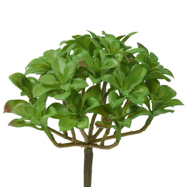 Greenery-Succulent-Bloomr