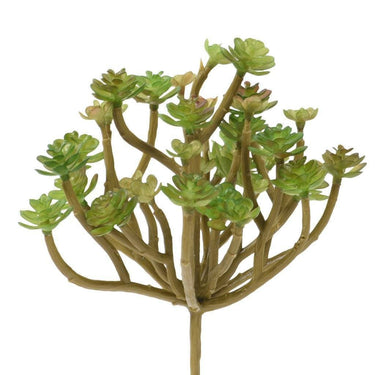 Greenery-Succulent-Bloomr