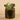 Greenery-Artificial Succulent In Black Pot-Bloomr