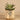 Greenery-Succulent In White/Gold Pot-Bloomr