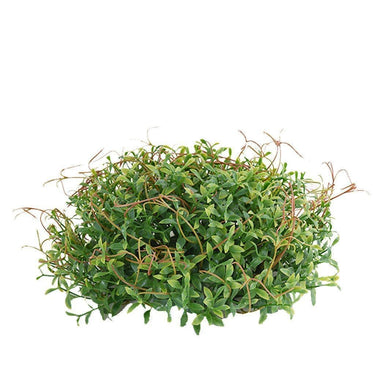 Greenery-Tradescantia-Bloomr