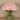 Floral Arrangement-Carnation Arrangement in Glass Vase-Bloomr