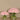 Floral Arrangement-Carnation Arrangement in Glass Vase-Bloomr