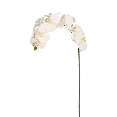 Flowers-Orchid Stem-Bloomr
