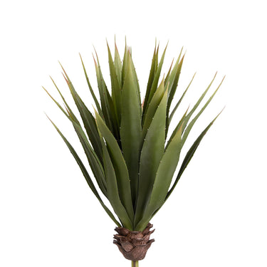 Plants-Aloe-Bloomr