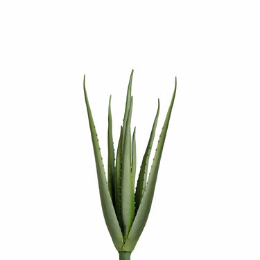 Plants-Aloe-Bloomr
