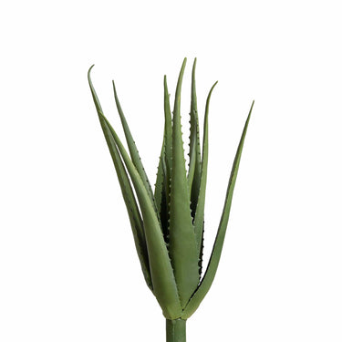 Plants-Aloe-Bloomr