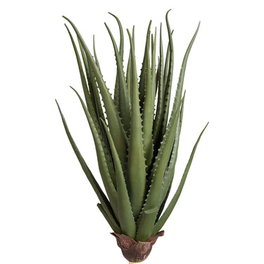 Plants-Aloe-Bloomr