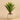 Plants-Artificial Potted Agave-Bloomr